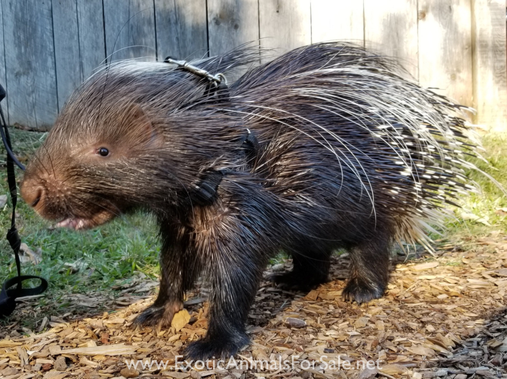 Porcupines For Sale